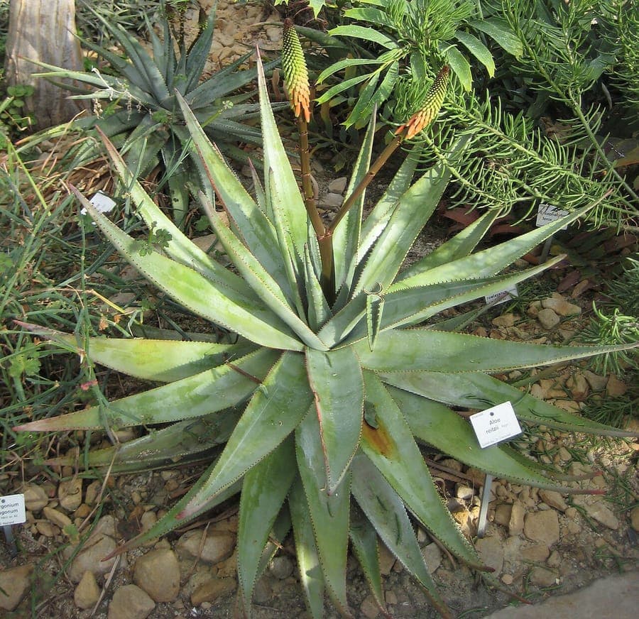 Aloe reitzii rosette pattern in deep green