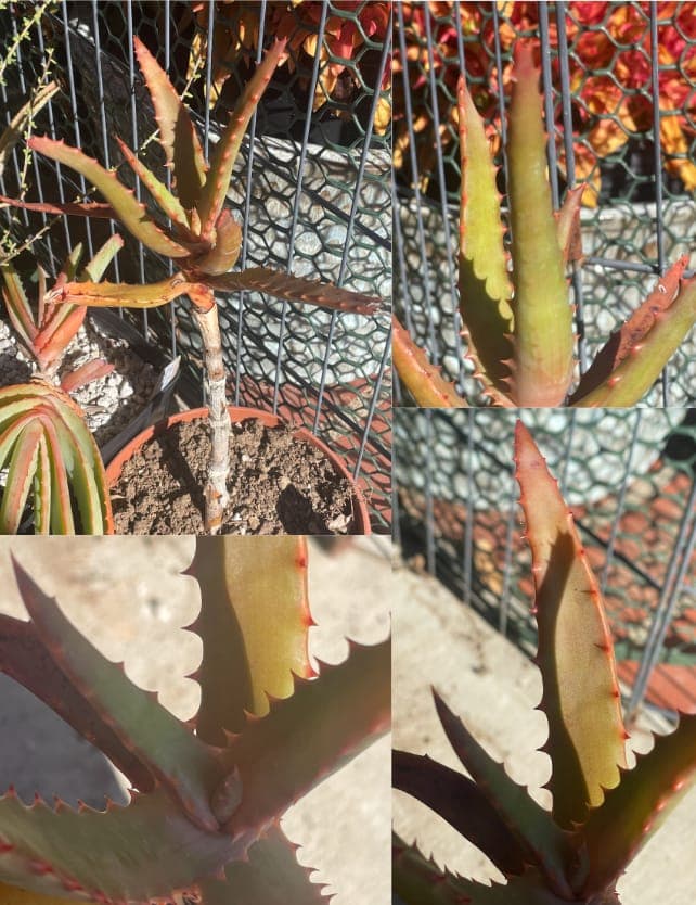 Aloe rupestris displaying characteristic bottle-brush yellow flower spikes