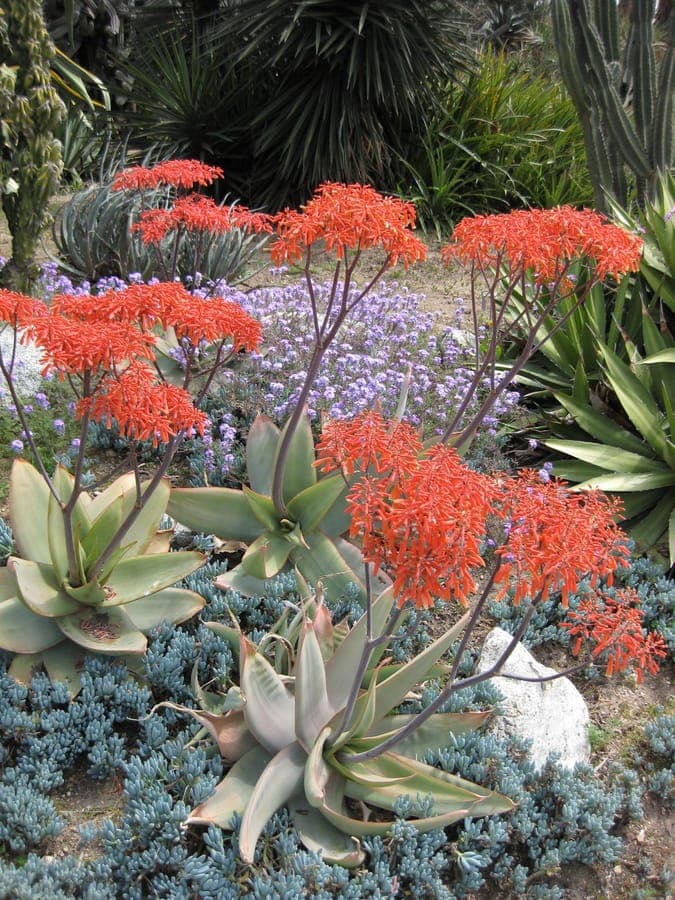 Aloe striata coral aloe with red flowers