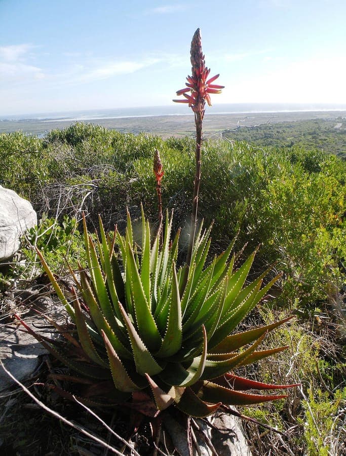 Aloe succotrina with thick gray-green leaves in rosette arrangement