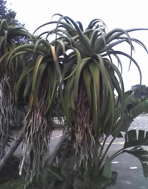 Dune Aloe in full bloom with yellow flower spikes in South Africa