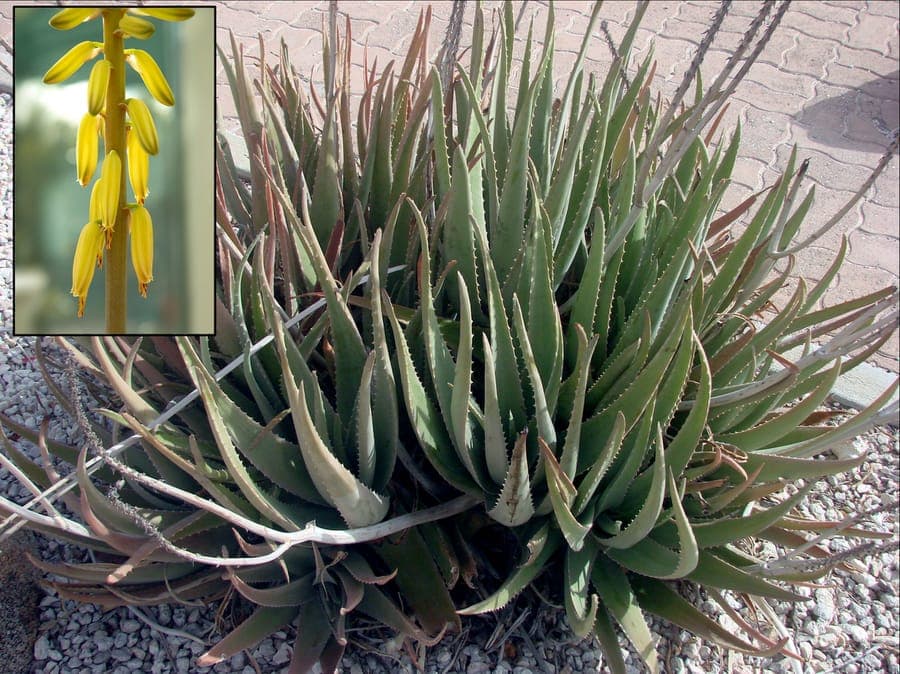 Aloe vera plant with thick, fresh green leaves