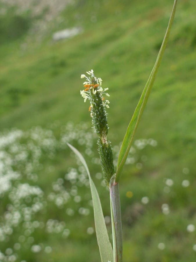 Rotgelber Fuchsschwanz im Sommer, mit weichen, orangefarbenen Blütenständen, die sanft im Wind schwingen.
