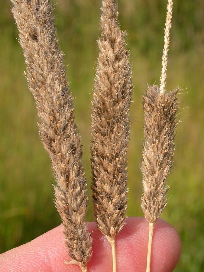 Creeping foxtail full plant