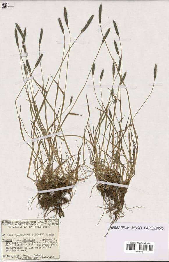 Alopecurus bulbosus grassoort bloeihuizen