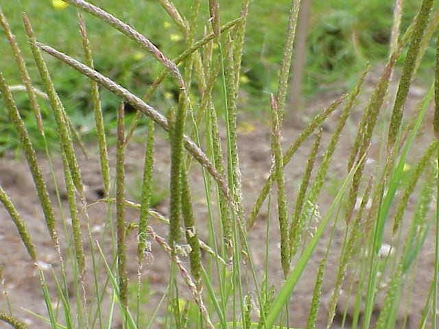 Vulpin des champs (Alopecurus myosuroides) en pleine floraison sur un talus ensoleillé