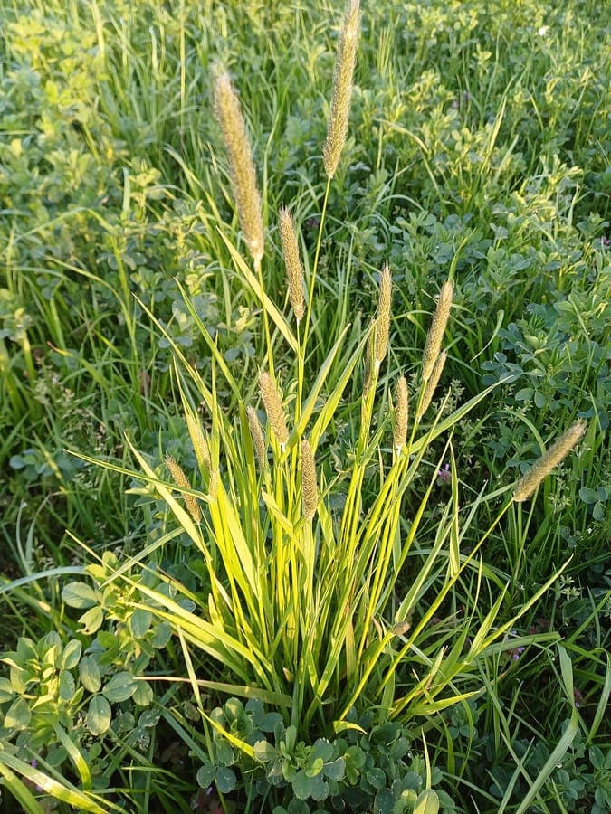 Grote vossenstaart in volle bloei op een zonnig grasveld, met zachte, goudgroene pluimen boven het blad uitsteken