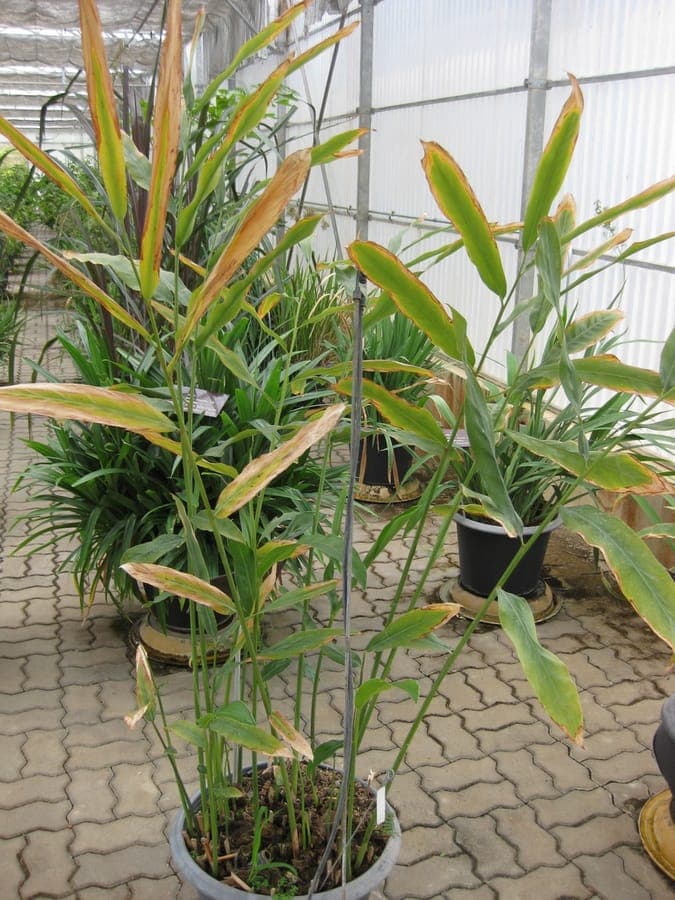 Alpinia galanga Galgant Pflanze Bluten