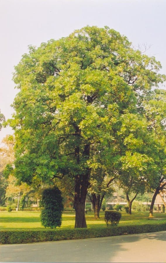Devil tree with whorled arrangement of long narrow green leaves in tropical setting