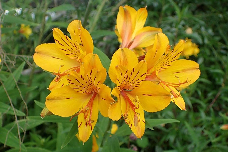 Alstroemeria aurea mit goldgelben Blueten und gestreiften Bluetenblaettern in Gartenumgebung