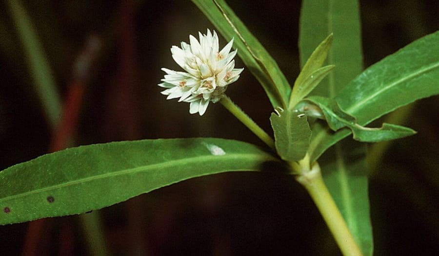Alternanthera philoxeroides alligatorkruid plant