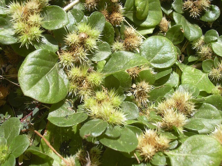 Alternanthera pungens creeping chaffweed with colored foliage