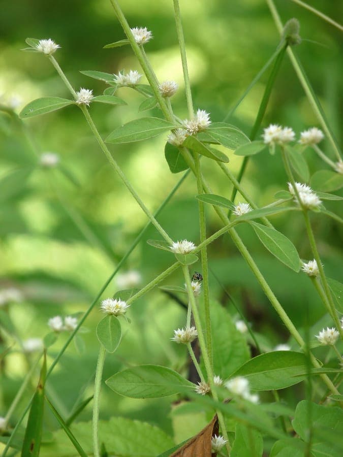 Alternanthera sessilis met kleine witte bloemen en donkergroene bladeren