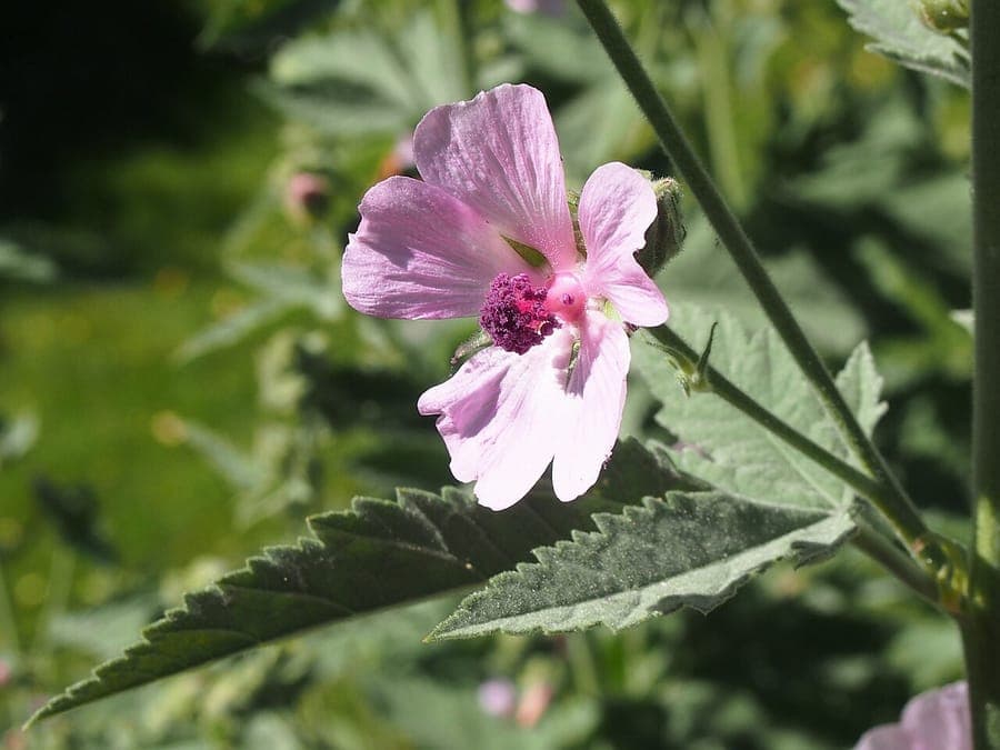 Armenian marshmallow plant
