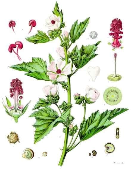 Marshmallow plant in full bloom, soft pink flowers and downy leaves in a garden border