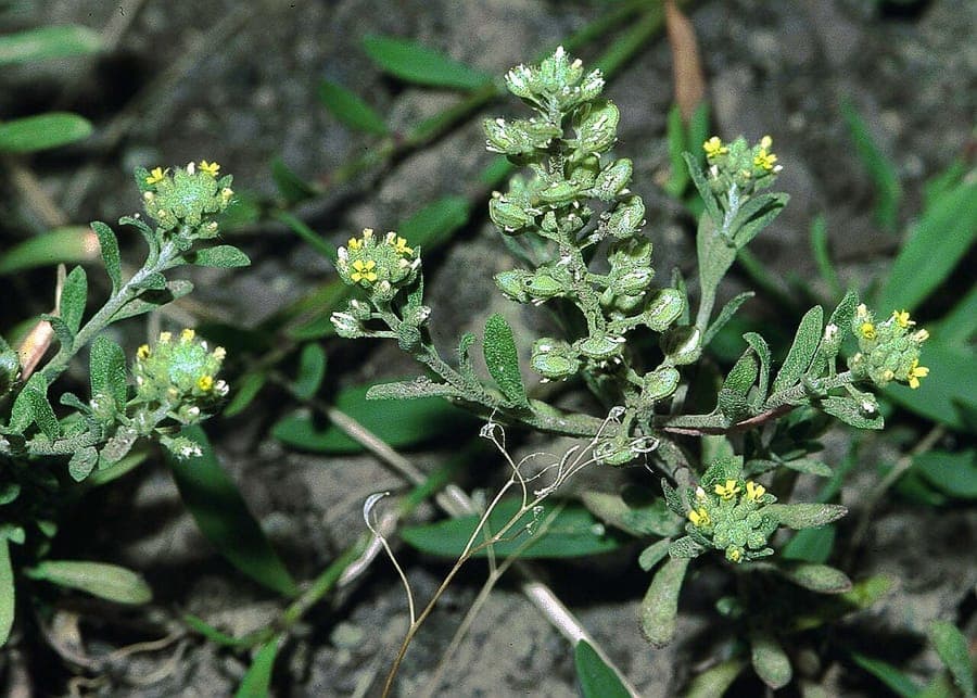 Tiny yellow flowers of small alison plant