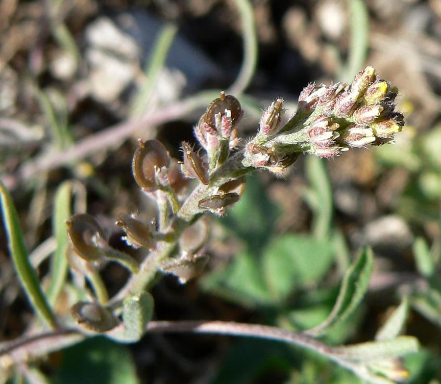Alyssum desertorum - Woestijnmauwel met kleine witte bloemen op stenen ondergrond