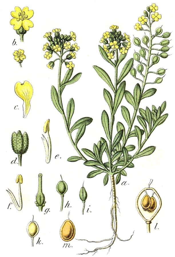 Alysse des montagnes en pleine floraison sur un talus ensoleillé, avec de petites fleurs jaunes et un feuillage compact