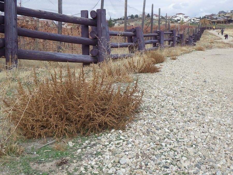 Plante d'amarante blanche en pleine croissance sur un emplacement sec et ensoleillé du jardin