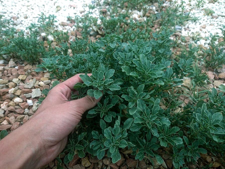Plant d'amarante couchée avec feuillage dense