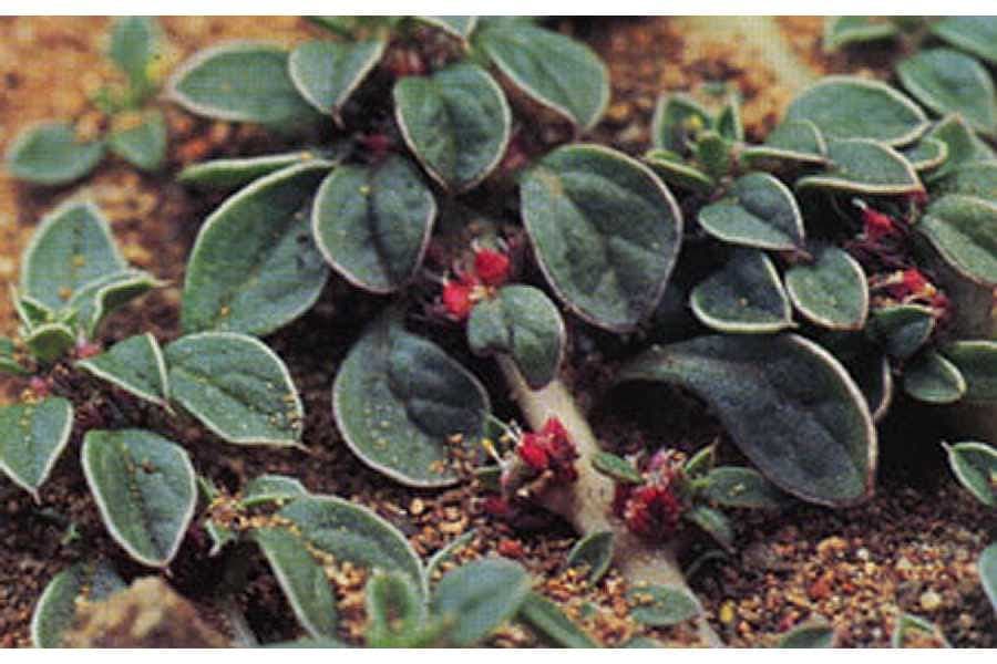 Amaranthus californicus plant with fine green foliage