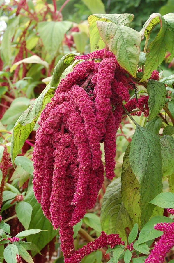 Longues hampes florales pourpres et pendantes d'amarante queue de renard en pleine floraison en été