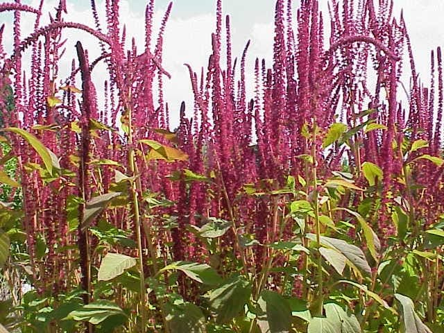 Grain amaranth with red flower plumes