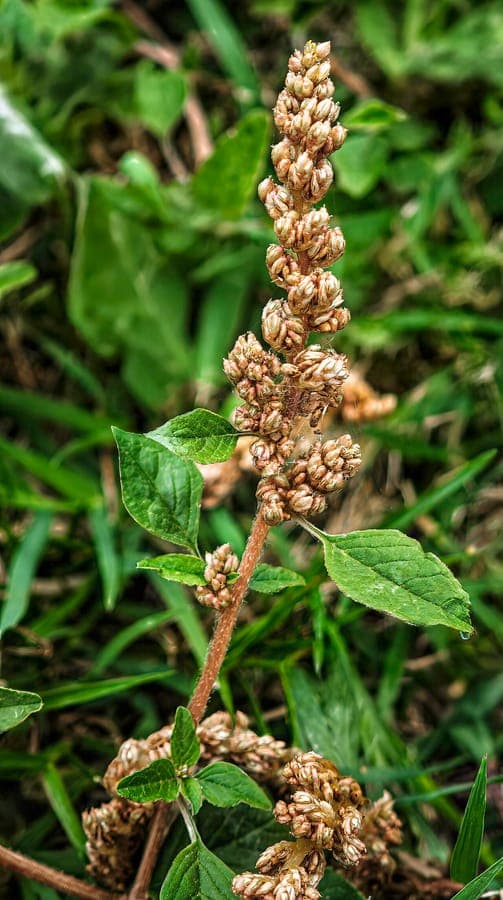 Argentine amaranth plant with green flowers