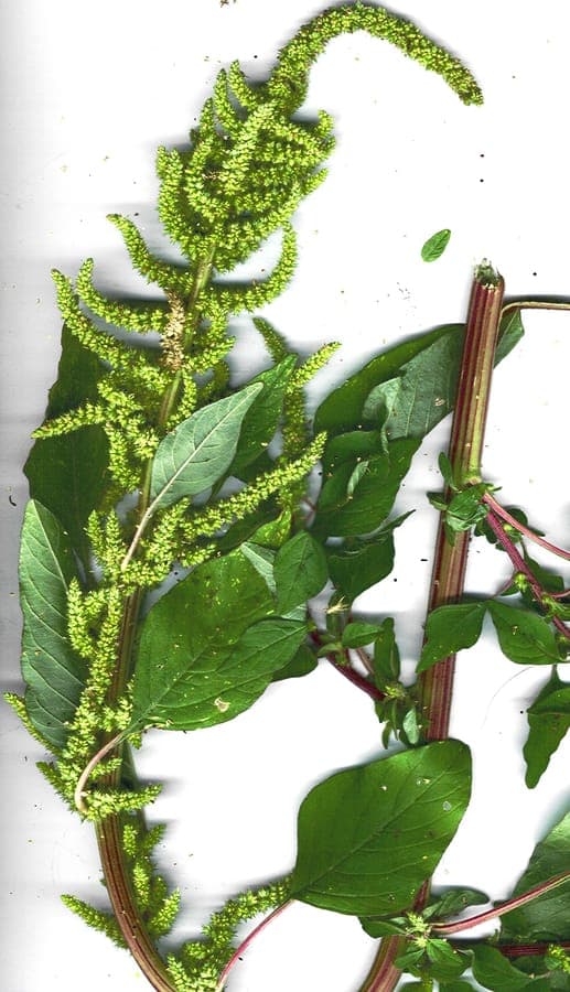 Amaranthus dubius plant with purple flower spikes and green leaves in nutrient-dense garden