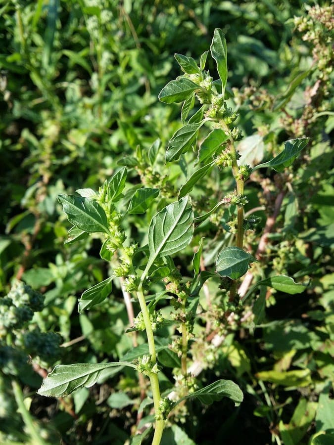 Amarante africaine avec de fines hampes florales dans une bordure ensoleillée