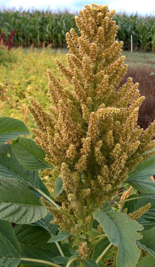 Plante d'amarante hybride en pleine croissance, avec des tiges dressées et un feuillage vert dense dans un jardin ensoleillé