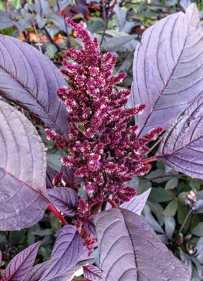 Prince's-feather red flower spikes