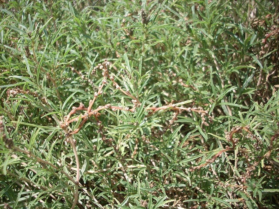 African amaranth red flower