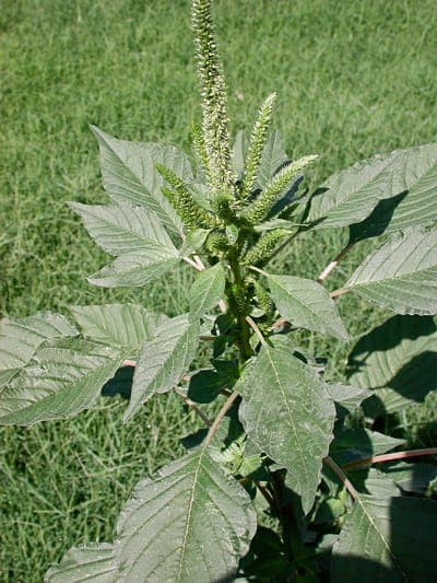 Amaranthus palmeri (Palmer's Amaranth) with green leaves