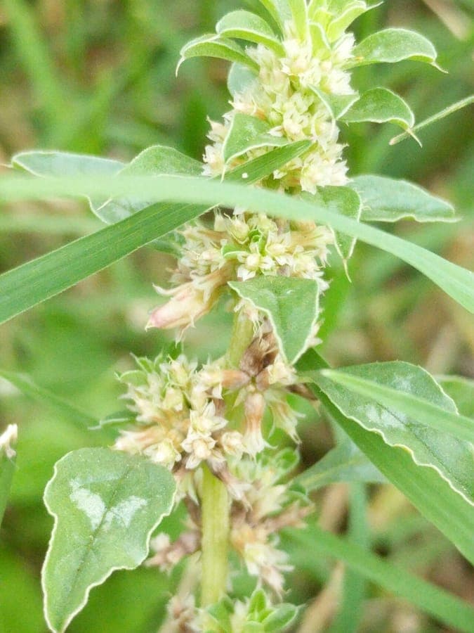 Amaranthus polygonoides - tropische amarant met fijne groene bladeren