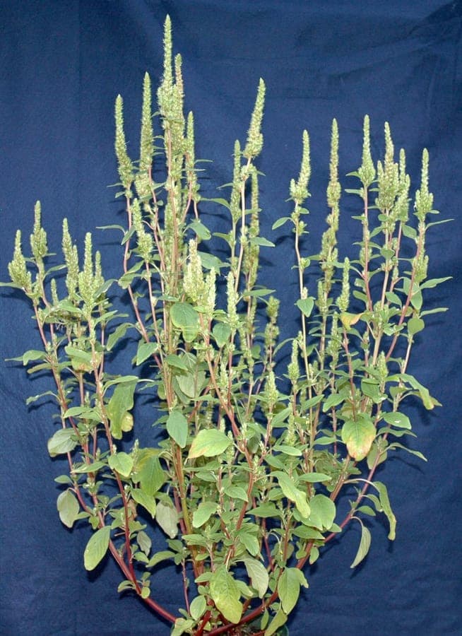 Green flower spikes of Powell's amaranth