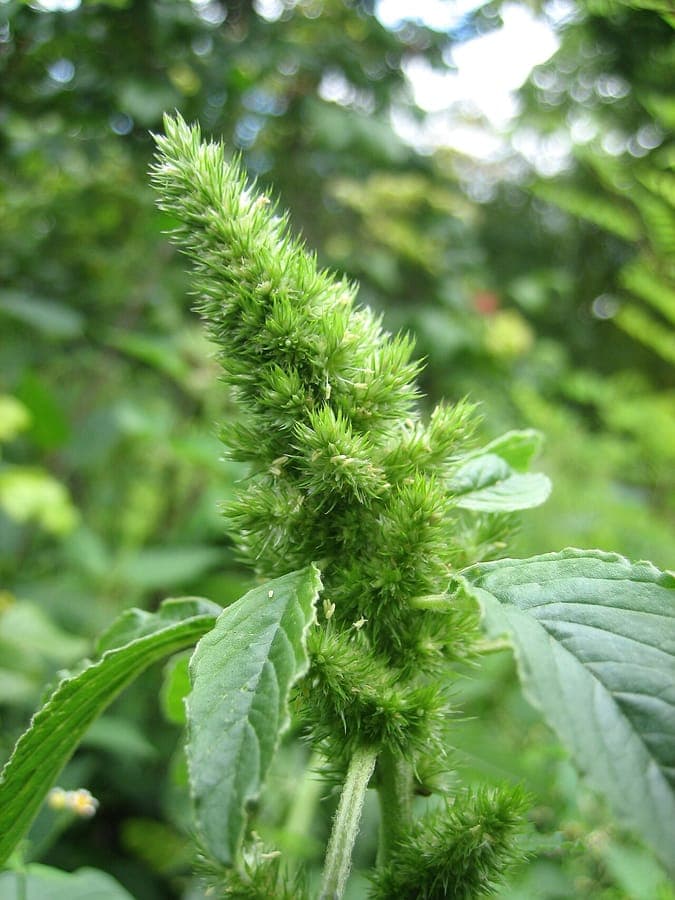 Redroot (Amaranthus retroflexus) in full bloom with dense, upright flower spikes in a sunny garden bed.