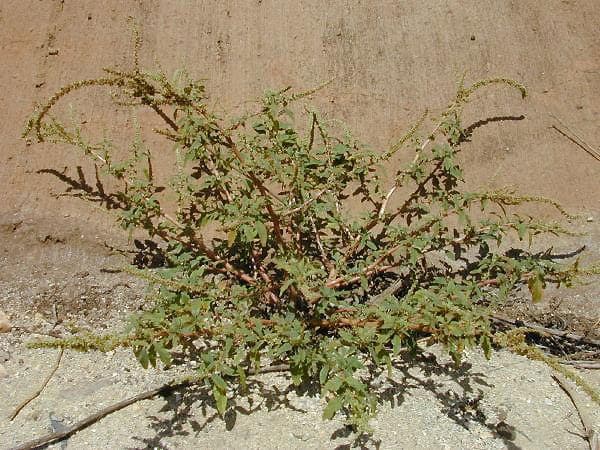 Plante Thorny amaranth avec epines