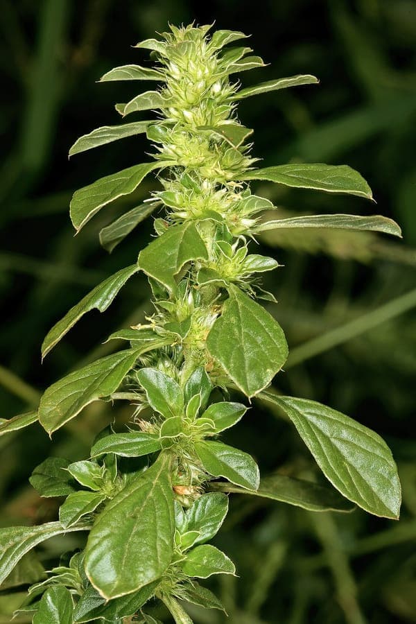 Amaranthus thunbergii flowering plant with characteristic drooping flower spikes