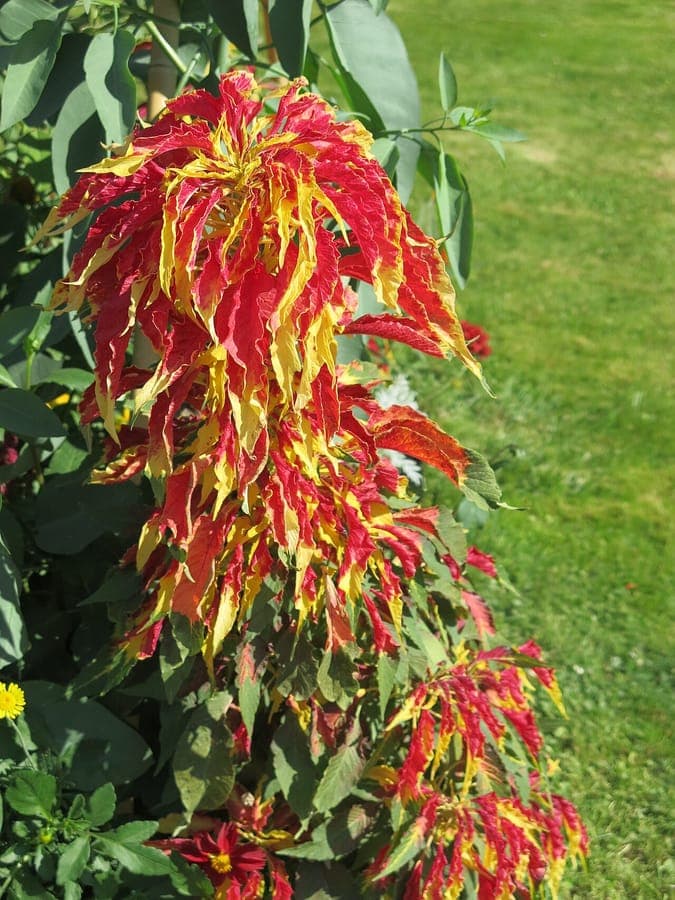 Dreifarben-Amarant mit leuchtenden Blättern in einem sonnigen Beet