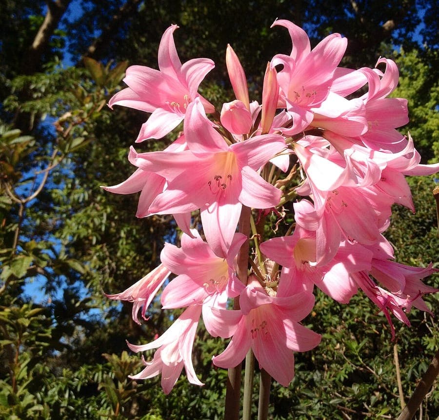 Amaryllis belladonna with pink-red trumpet flowers on tall stems
