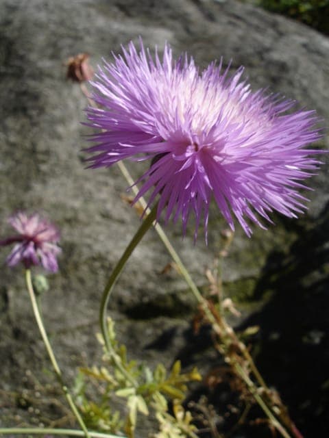 Sweet sultan flower in full bloom