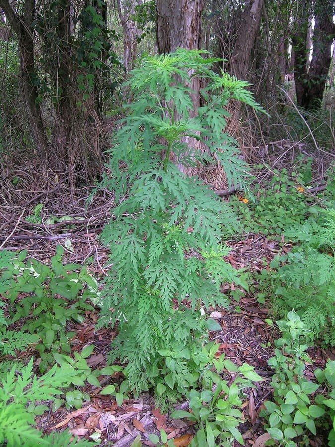 Roman-wormwood plant in an untended garden with finely divided leaves and inconspicuous flowers
