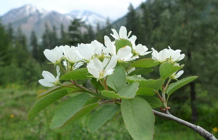 Amelanchier alnifolia shrub with white flowers in spring and dark purple berries in summer harvest season