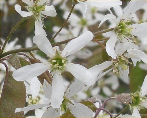Amelanchier canadensis Juneberry with white flowers
