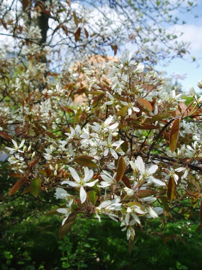 Kupfer-Felsenbirne in voller weißer Frühjahrsblüte vor blauem Himmel