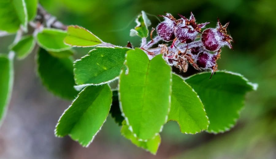 Amelanchier obovalis met witte voorjaarsbloesem in een natuurlijke tuinrand