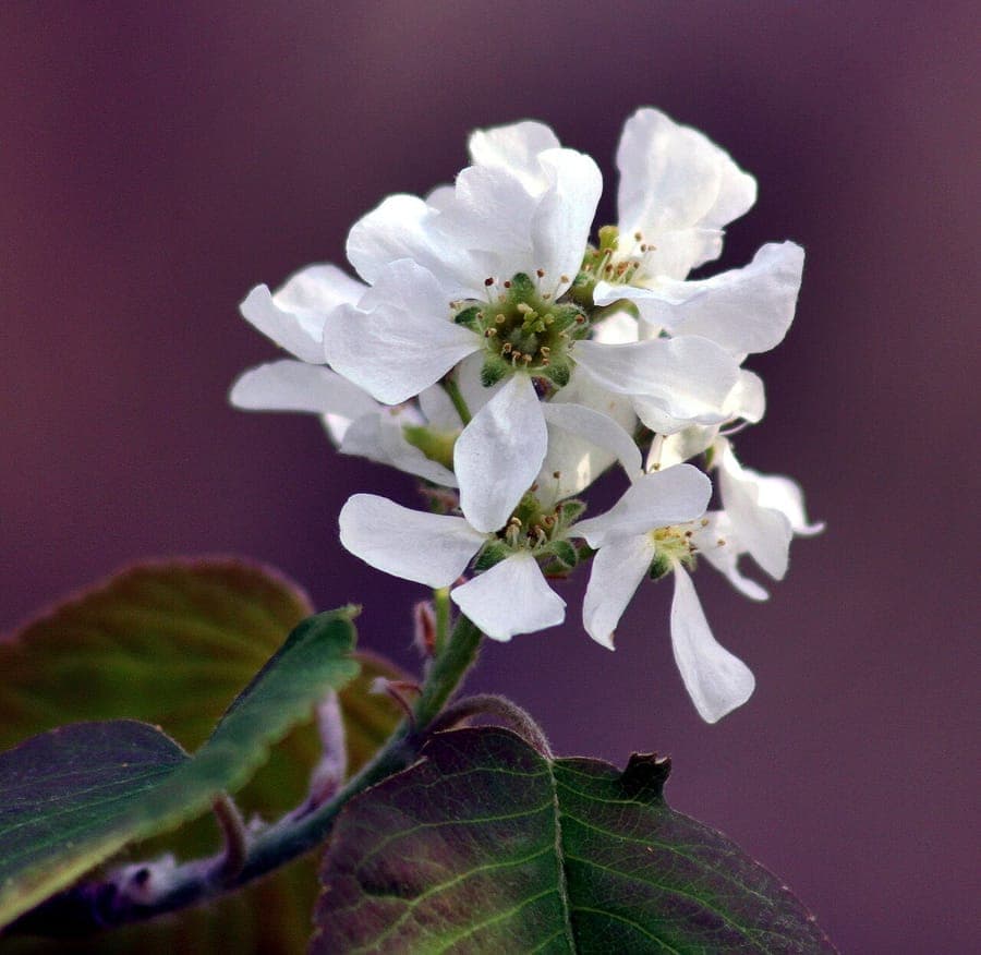 White flowers of serviceberry in May