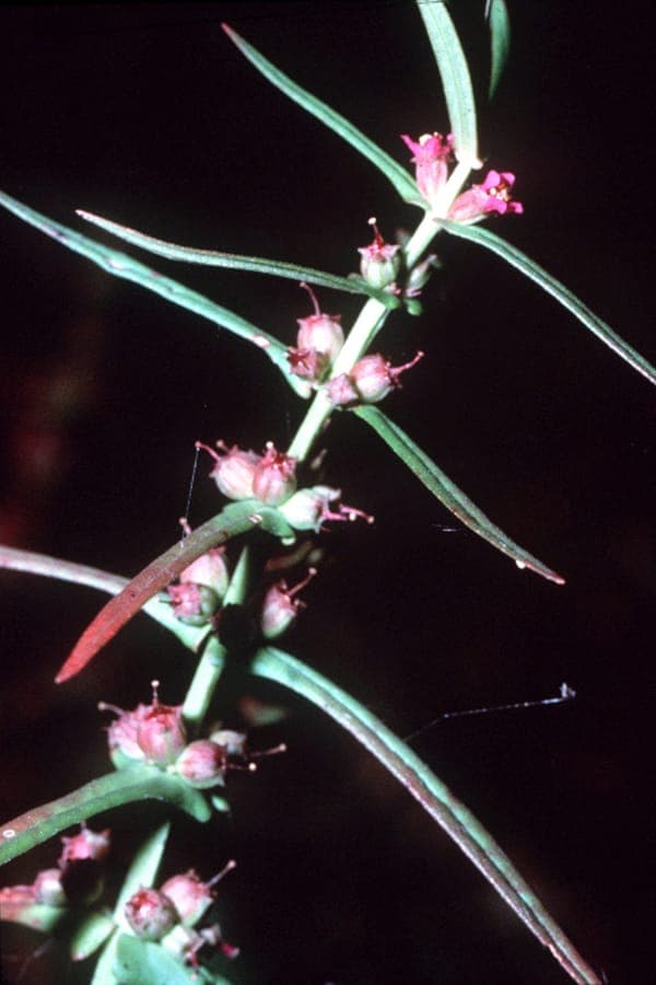 Ammannia coccinea met rood-paarse waterplanten