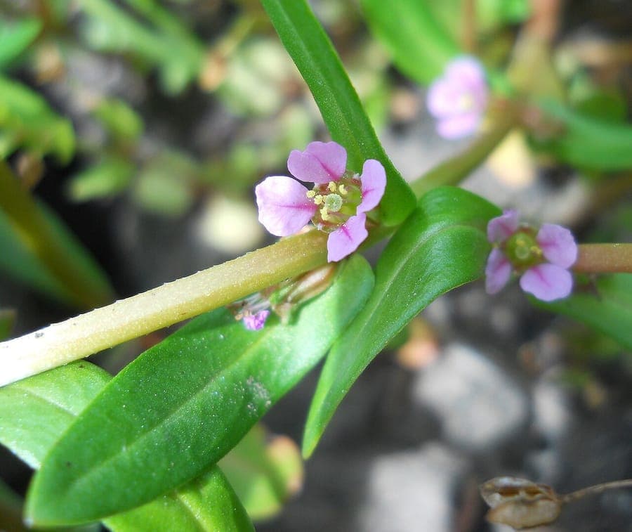 Ammannia robusta with red-green stems and small pink flowers along a water margin